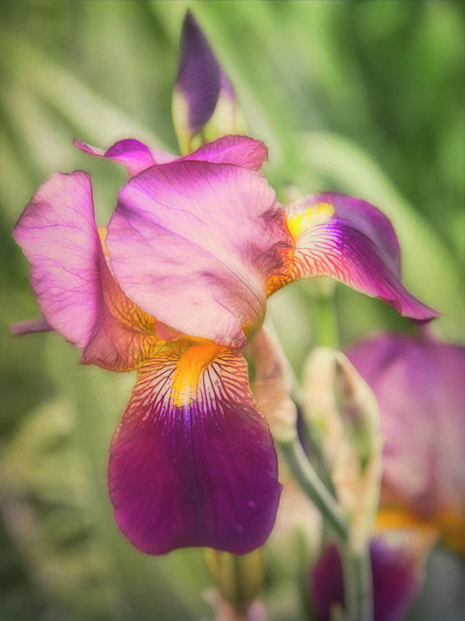 Spring Bloom Purple Iris Photograph by Ann Powell