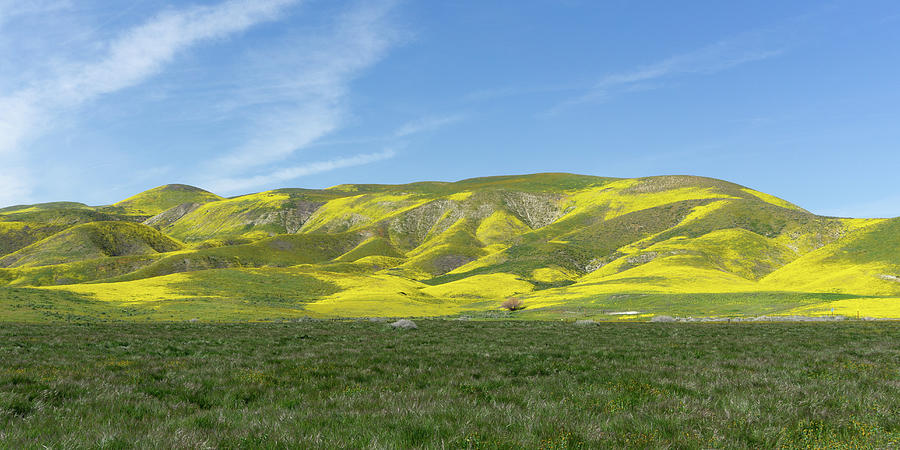 Spring Bloom Temblor Range Photograph by Brett Harvey