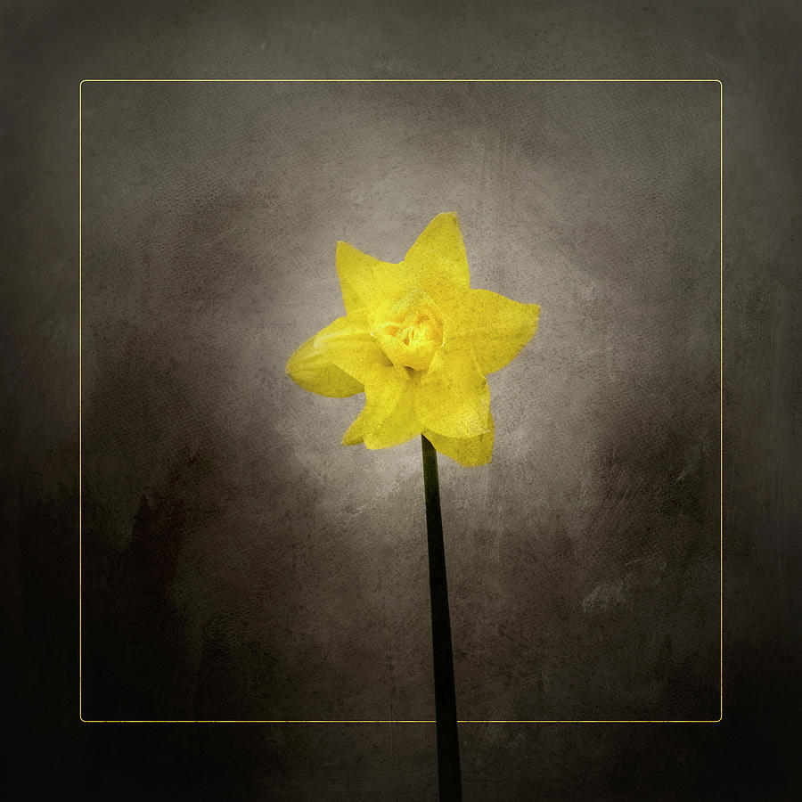 Vintage Photograph - Spring bloomer - Daffodil - vintage style gold  by Melanie Viola