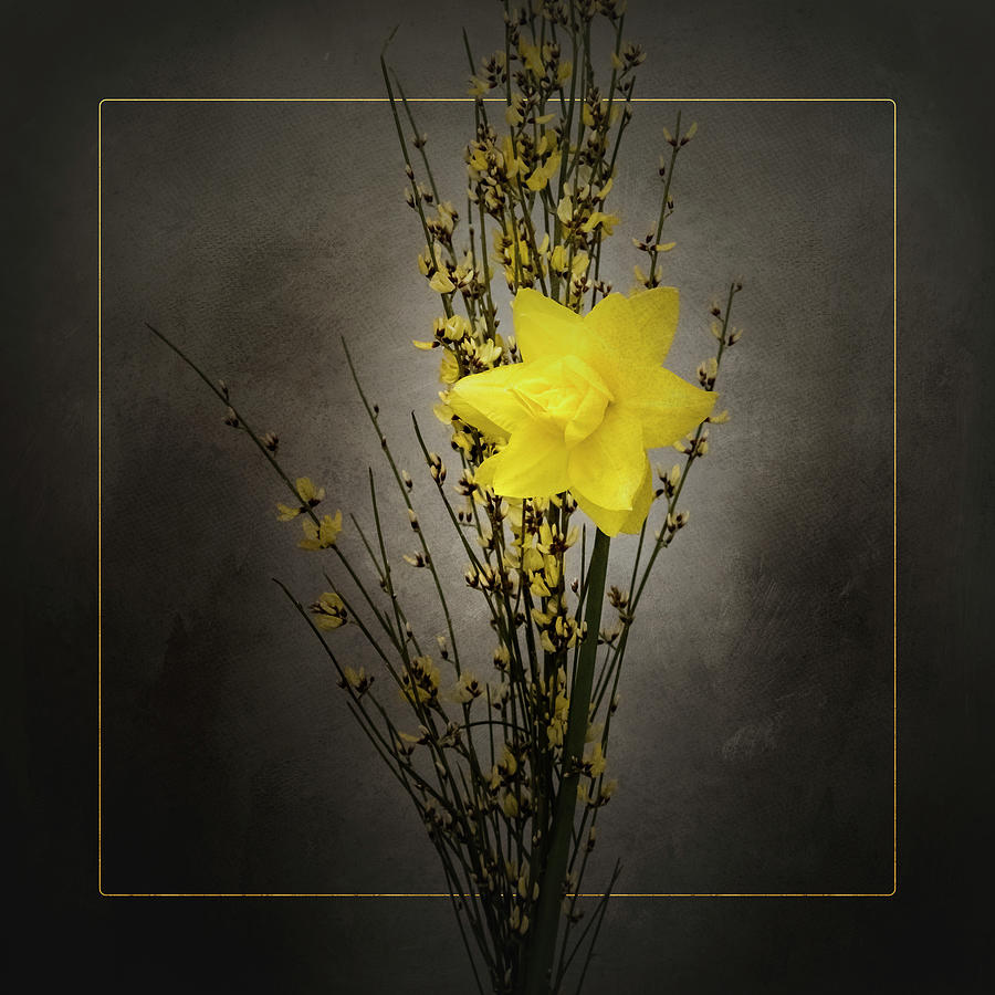 Vintage Photograph - Spring bloomer - Genista and daffodil - vintage style gold  by Melanie Viola