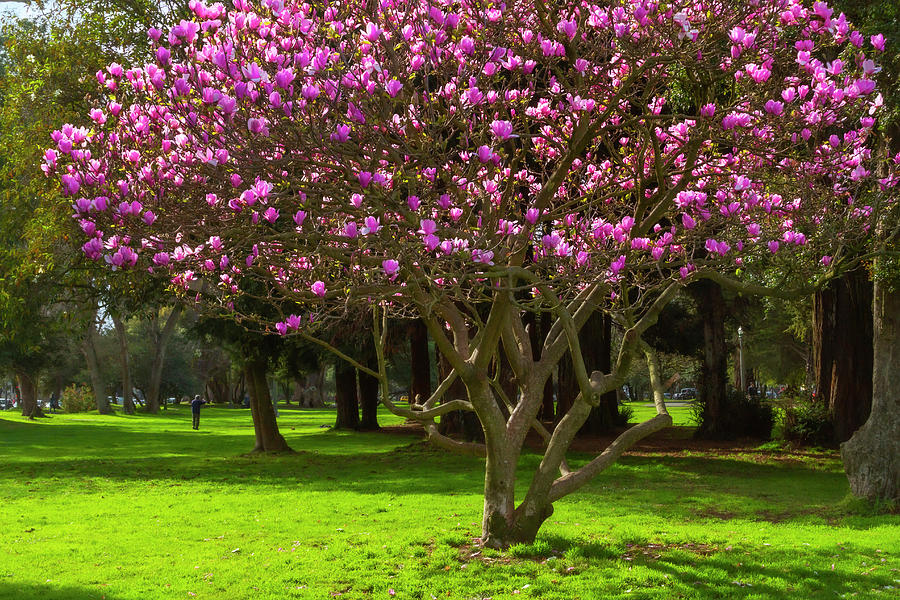 Spring Blooming Magnolia Tree Photograph by Bonnie Follett