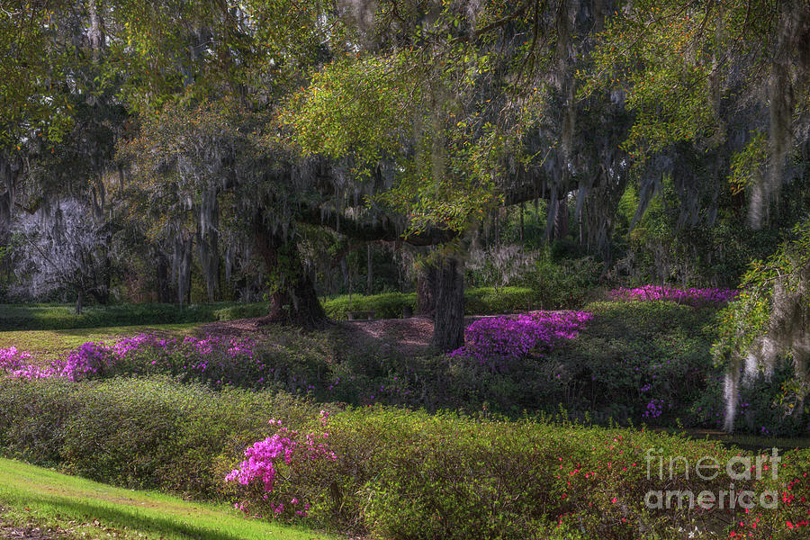 Spring Blooming - Middleton Place Photograph by Dale Powell