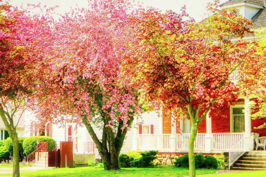 Spring blooming trees Ontario Photograph by Tatiana Travelways