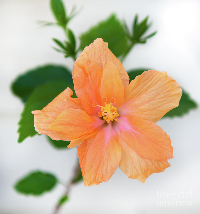 Spring Blooming  - Tropical Hibiscus Photograph by Dale Powell