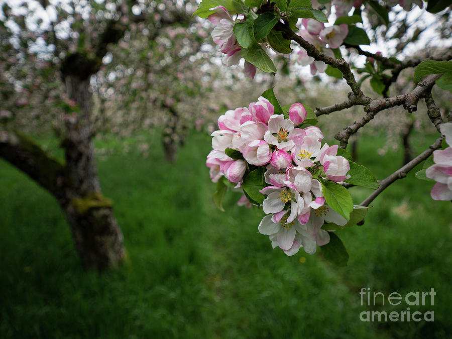 Spring Blooms 2 Photograph by Christopher Wentworth Spring Blooms 2 Photograph by Christopher Wentworth