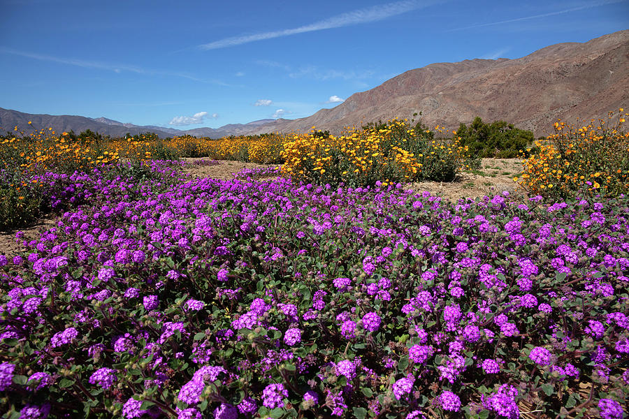 Flower Photograph - Spring Blooms Borrego Springs by Cliff Wassmann