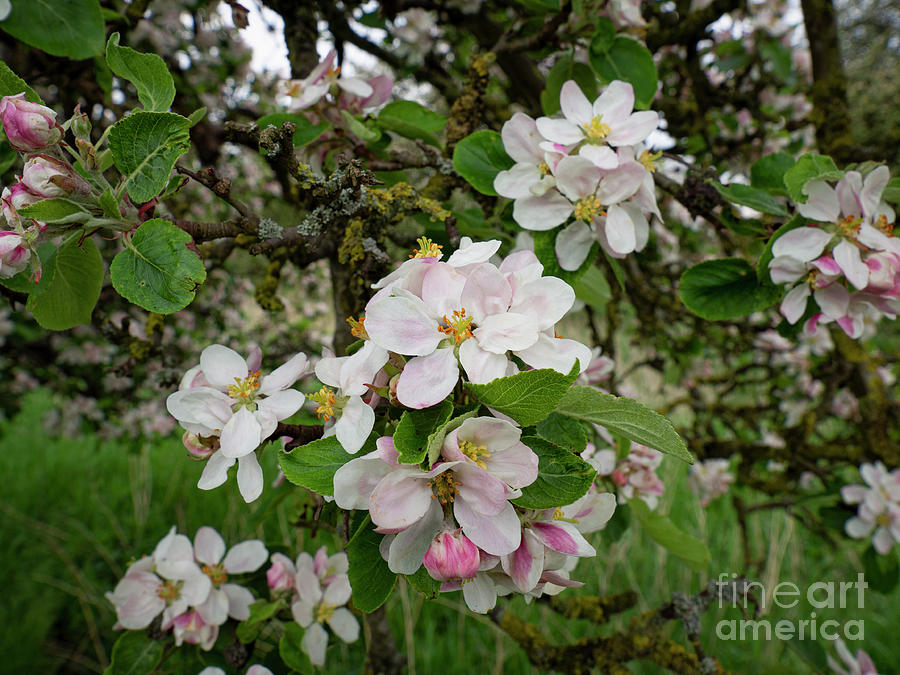 Spring Blooms Photograph by Christopher Wentworth Spring Blooms Photograph by Christopher Wentworth