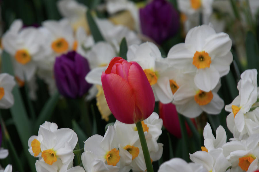 Spring Blooms Photograph by Emerita Wheeling