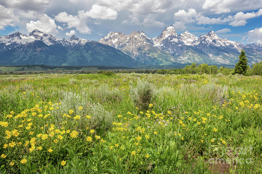 Spring Blooms in the Tetons 8 Photograph by Maria Struss Photography