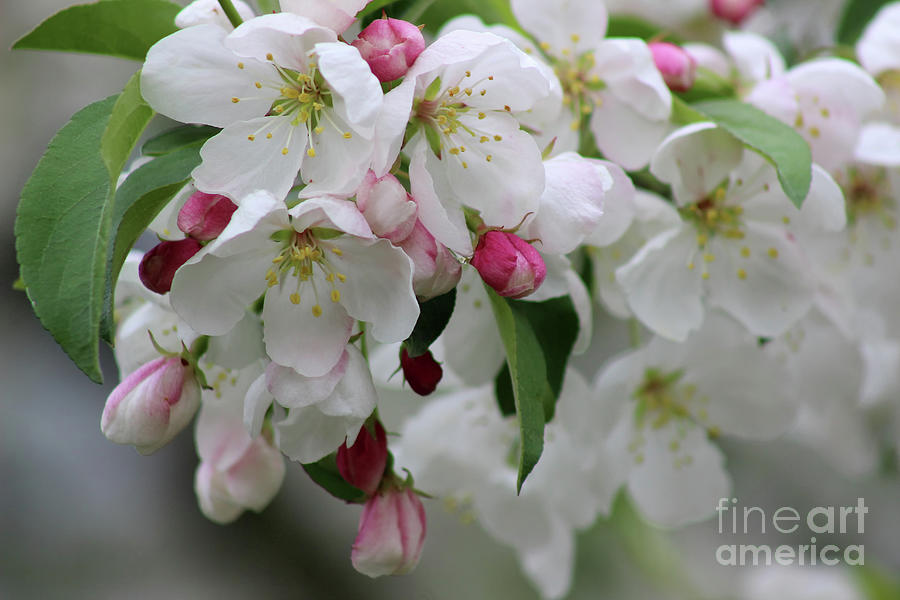 Spring Blooms Photograph by Karen Adams