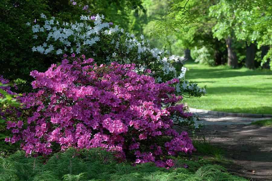 Spring Blooms Of Rhododendrons 1 Photograph by Jenny Rainbow
