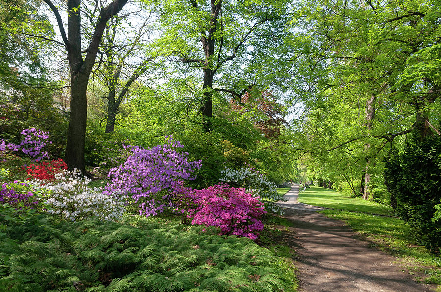 Spring Blooms Of Rhododendrons in Park Photograph by Jenny Rainbow