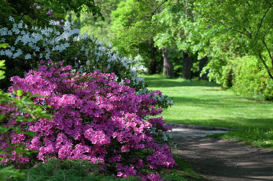 Spring Blooms of Rhododendrons Photograph by Jenny Rainbow