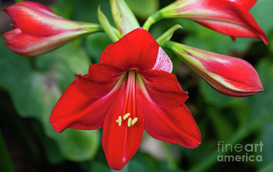 Spring Blooms - Red Trumpet Photograph by Dale Powell