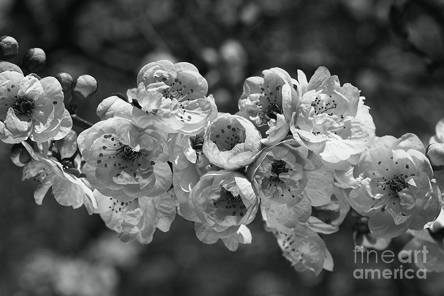 Flower Photograph - Spring Blossom BW  by Joy Watson