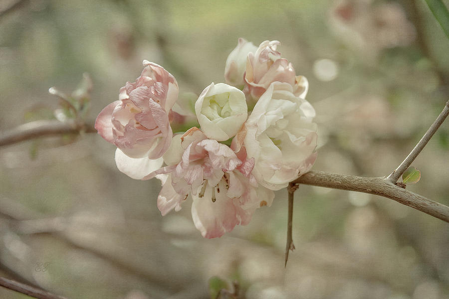 Spring Blossom Photograph by Elaine Teague
