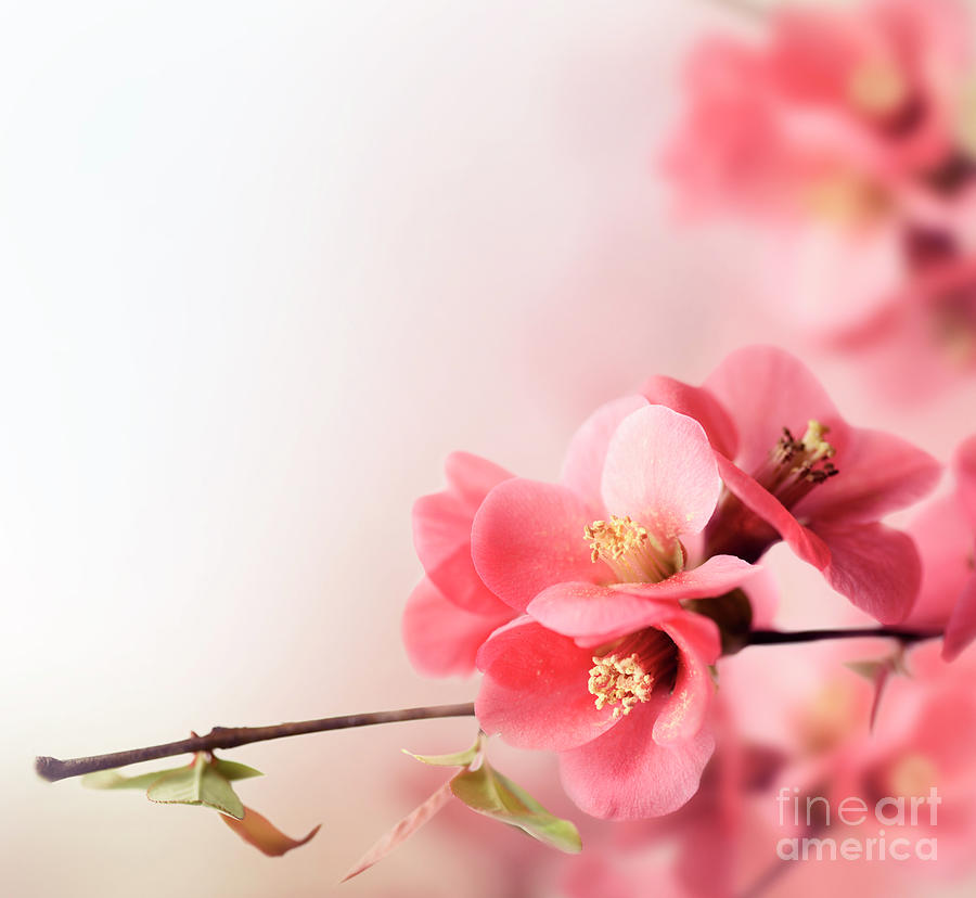 Spring Blossom in Garden Photograph by Jelena Jovanovic