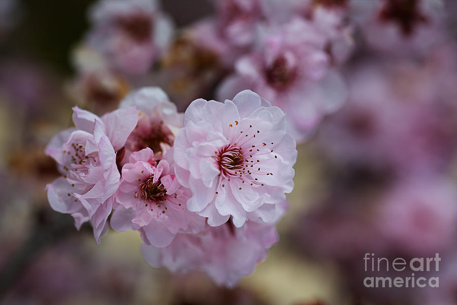 Winter Photograph - Spring Blossom Pink Arm by Joy Watson