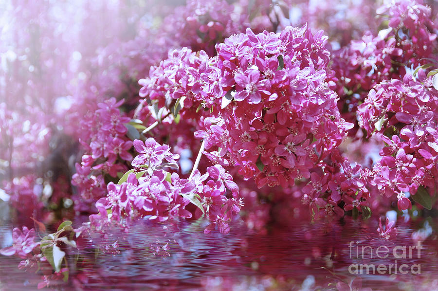 Spring Blossom Reflections  Photograph by Elaine Manley