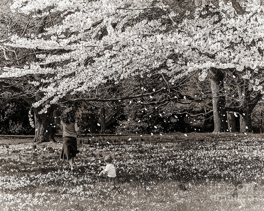 Spring Blossom Shower - Black And White Digital Art by Anthony Ellis