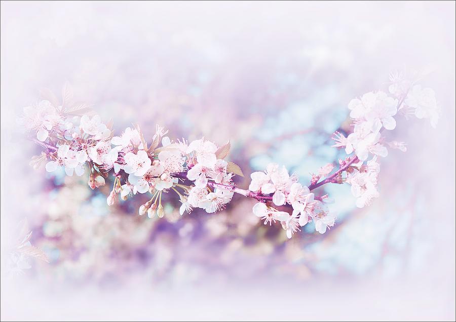 Spring Photograph - Spring Blossoms by Slawek Aniol