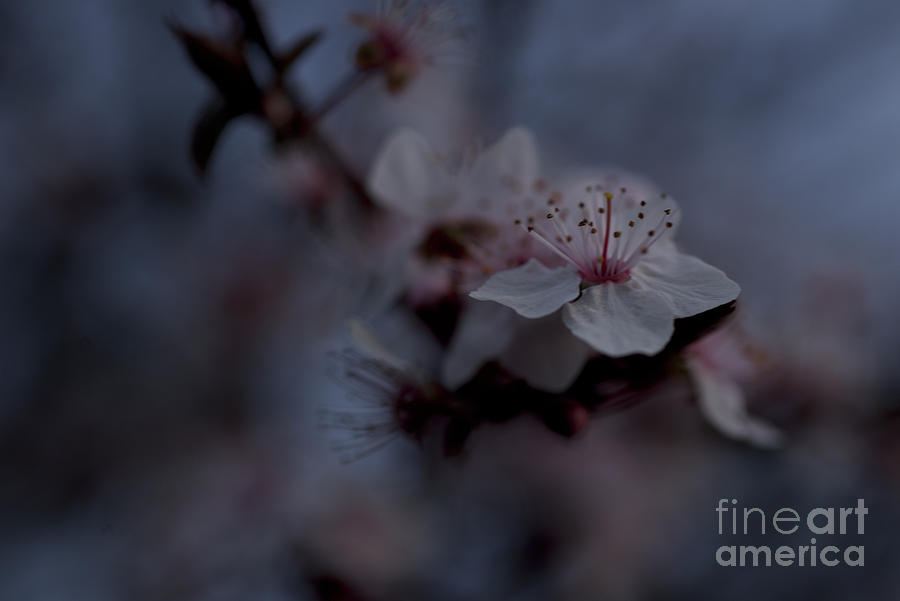 Spring Blossom Photograph by Win Naing