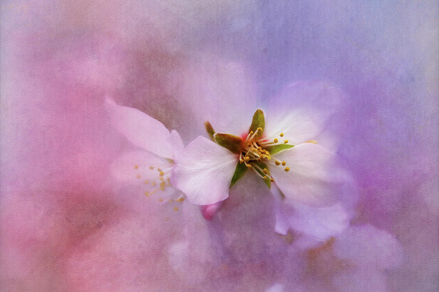 Spring Blossomed Texture Digital Art by Terry Davis