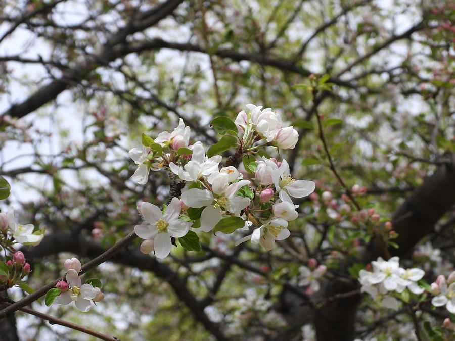 Spring Blossoms Photograph by Amanda R Wright