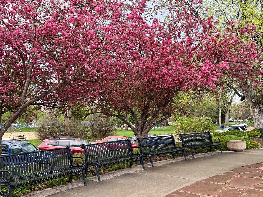 Spring Blossoms at City Park Photograph by Christy Pooschke