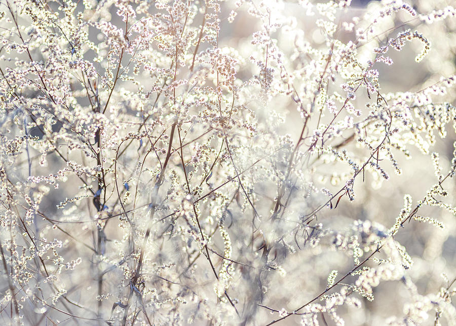 Spring Blossoms at Dawn Photograph by Amelia Pearn