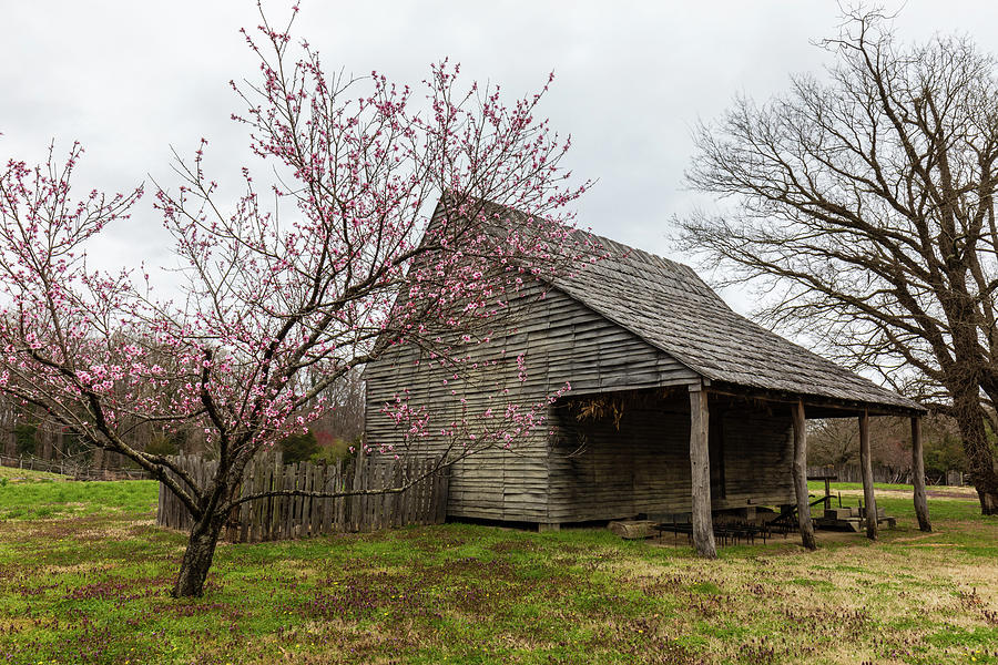 Spring Blossoms at Great Hopes Plantation Photograph by Rachel Morrison
