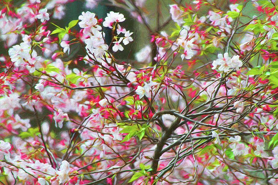 Spring Blossoms Photograph by Bonnie Follett