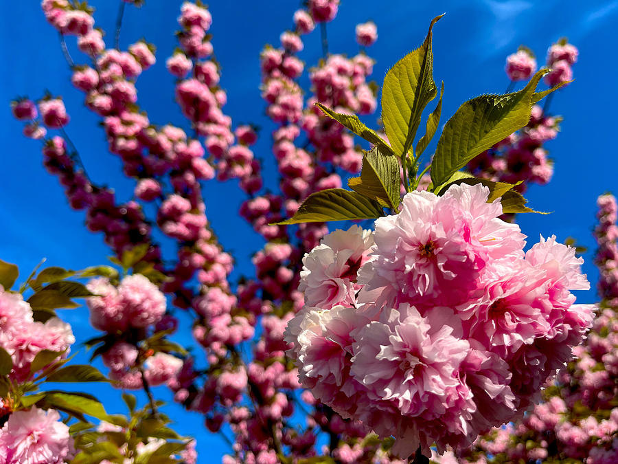 Spring Blossoms Photograph by Chris Montcalmo