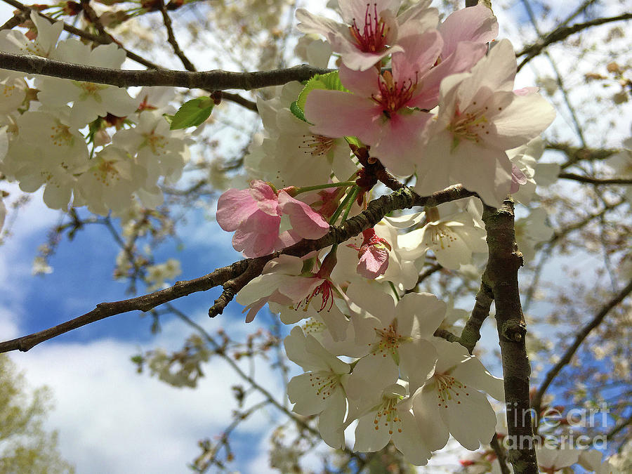 Spring Blossoms Photograph by Eunice Warfel