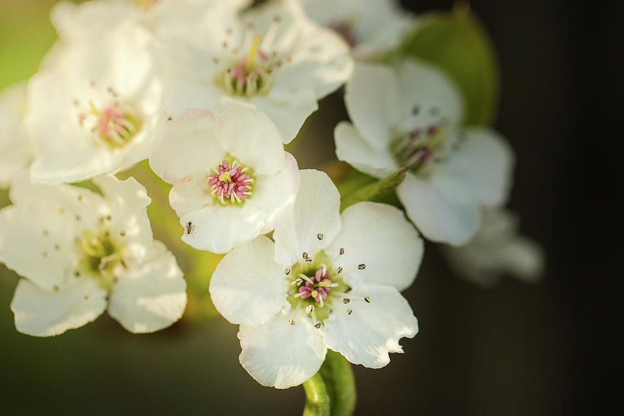 Spring Blossoms in White and Pink Photograph by Joni Eskridge