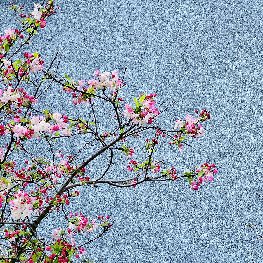 Spring Blossoms Photograph by Julie Gebhardt