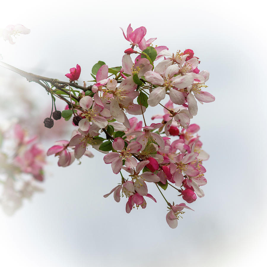 Spring Blossoms Photograph by Liz Albro