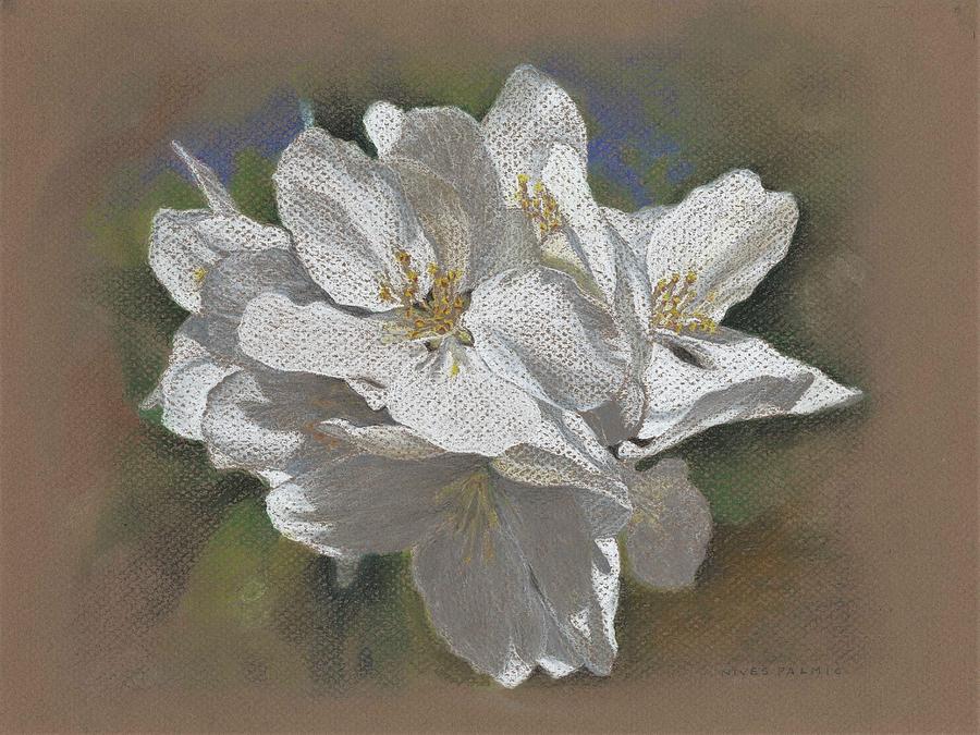 White Flowers Drawing - Spring Blossoms by Nives Palmic