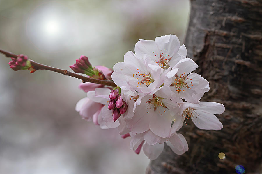 Spring Blossoms on Bark Photograph by Vanessa Thomas