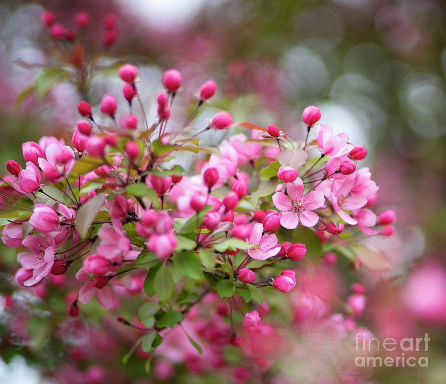 Spring Blossoms Orchard Glen Park Fargo ND Photograph by Wayne Moran
