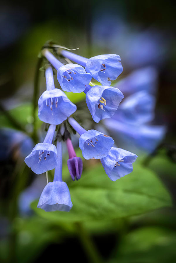 Spring Blue Bells Photograph by Robert Fawcett