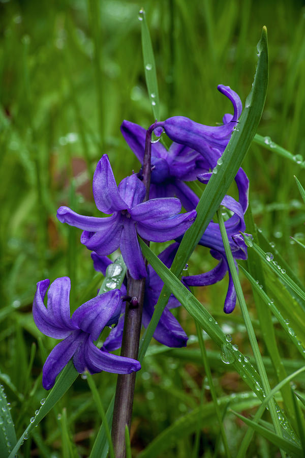 Spring Bluebell Flowers and Raindrops Photograph by Irwin Barrett