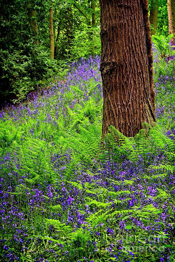 Spring Bluebell Wood Photograph by Martyn Arnold