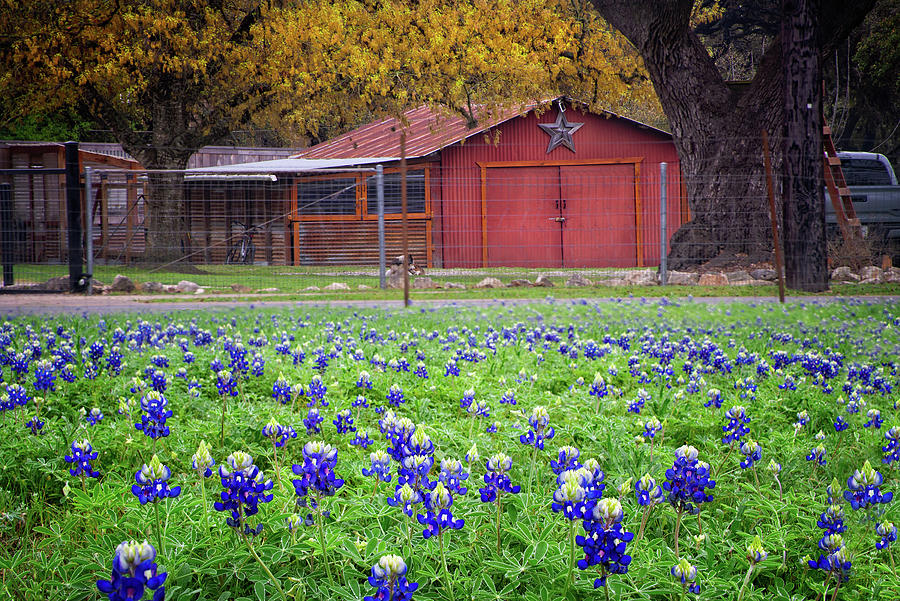 Spring Blues in the Hill Country Photograph by Lynn Bauer