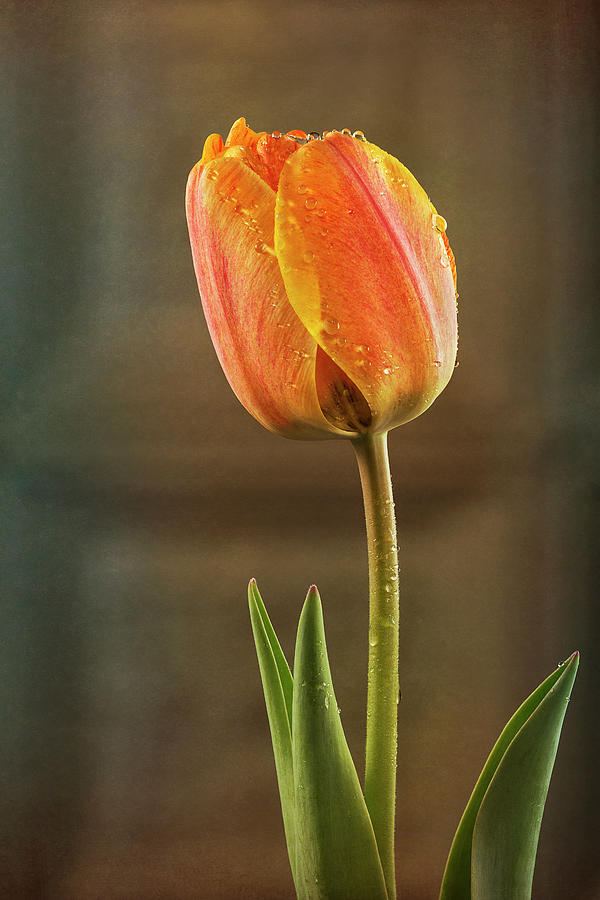 Spring Blush Photograph by John Rogers