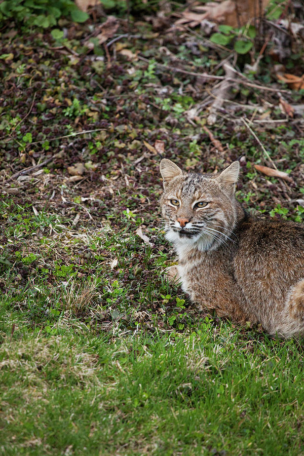 Wildlife Photograph - Spring Bobcat  by Karol Livote