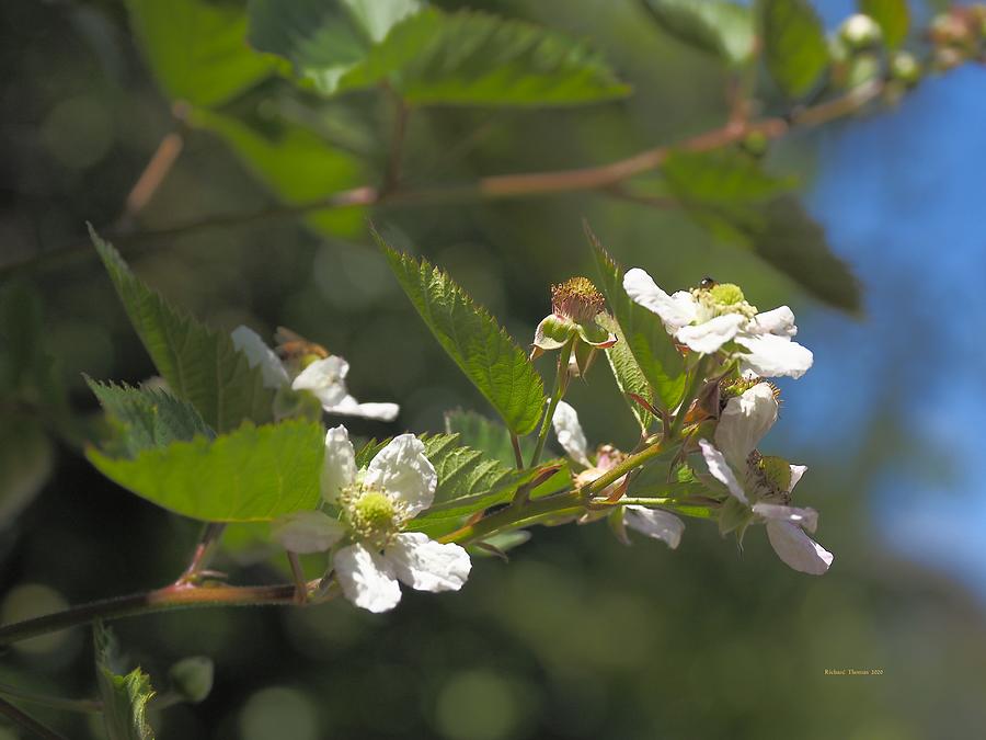Spring Boysenberry Photograph