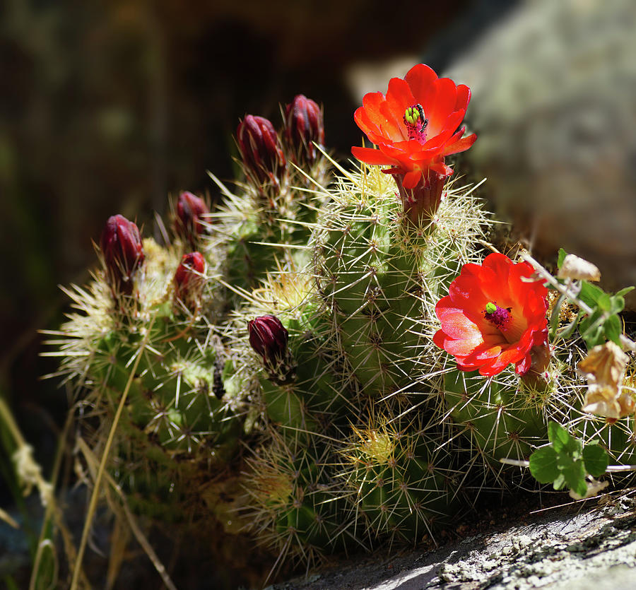 Spring Brings Red Cactus Flowers Photograph
