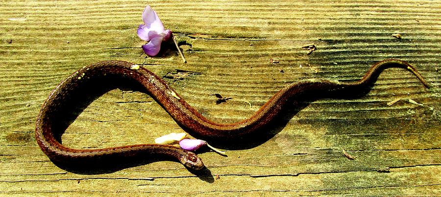 Spring Brown Snake Photograph by Joshua Bales