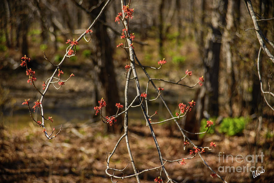 Spring Buds Photograph